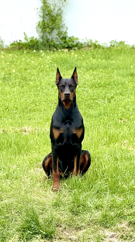Kane