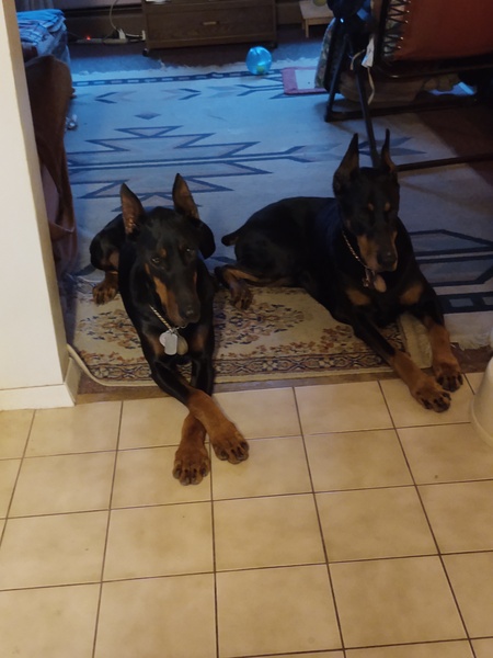 GUNNER AND OLIVE 