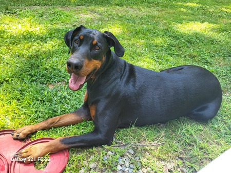 Remington 