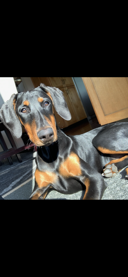 Stella