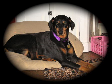 Sheena