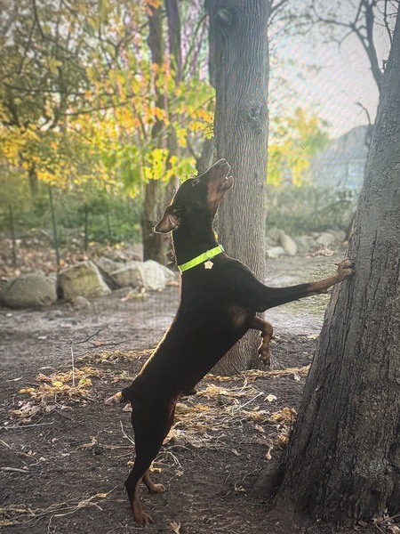 Gunnar