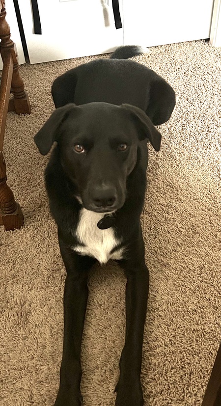 Finn