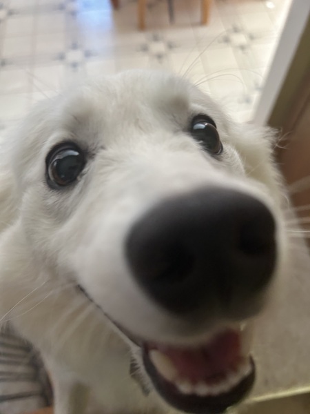 Max