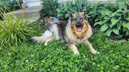 Timber