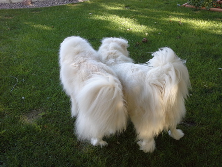 Vivian & Violet, beauties...heads to "tails"