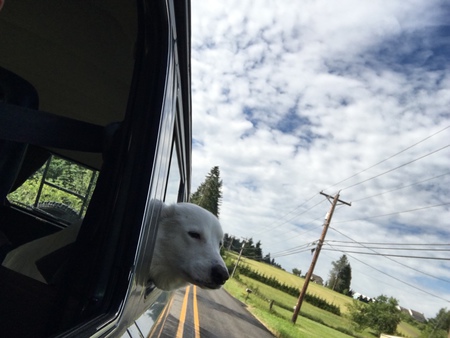 Sampson the Pocket Pyr