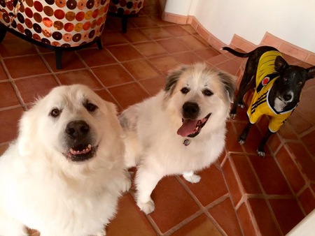 Teddy, Georgie-Girl & Nikko the Colombian Street Dog