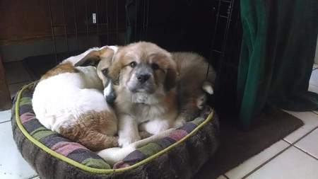 Cinnamon, Pyr mix foster puppy and friend Zz