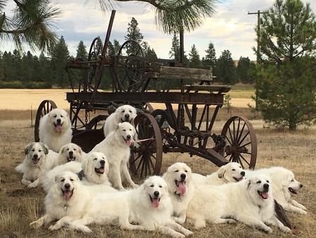 Pyr Bliss Farm Dogs