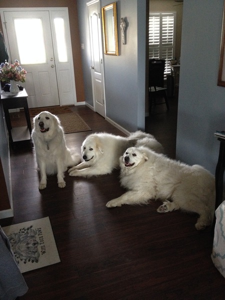 Fiona, Mavis and Seamus