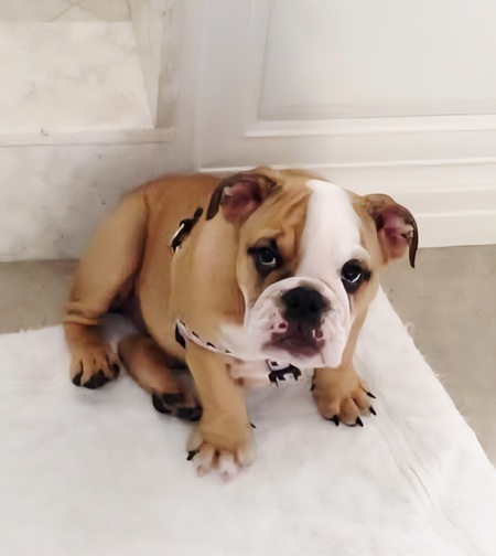 Baby