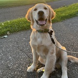 Entry image for Bodie