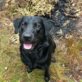 Entry image for Jack
