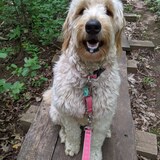 Entry image for Maisie 