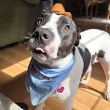 Entry image for Butch