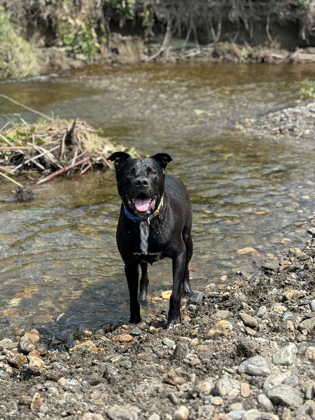 Harvey