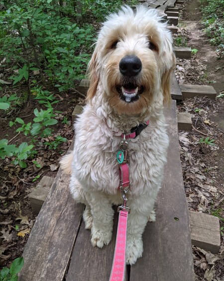 Entry image for Maisie . Clicking this image will show a larger photo