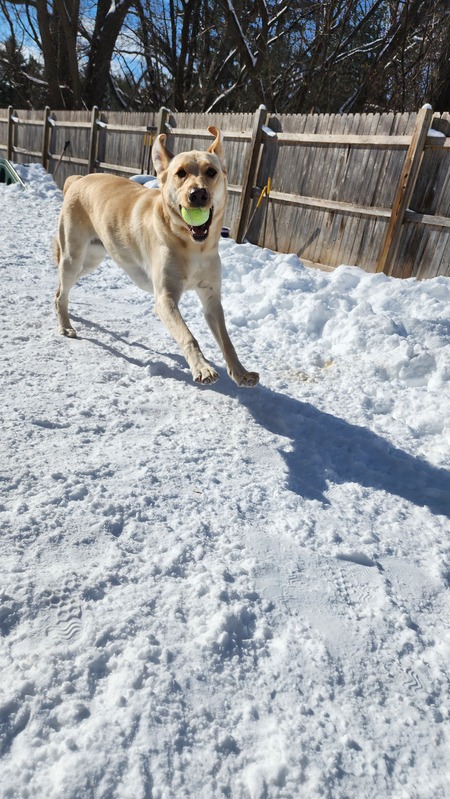 Entry image for Mabel. Clicking this image will show a larger photo