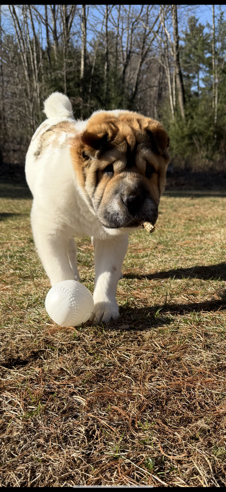 Entry image for Wilson. Clicking this image will show a larger photo