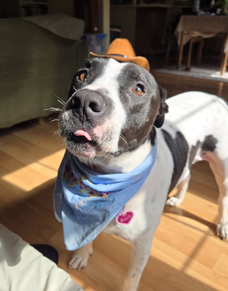 Entry image for Butch. Clicking this image will show a larger photo