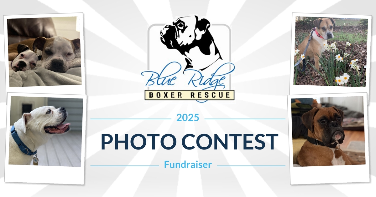 Blue Ridge Boxer Rescue | Blue Ridge Boxer Rescue Photo Contest