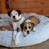 Entry image for Baron and Rava