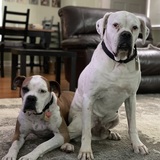 Entry image for Charli & Boo Radley