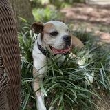 Entry image for Charli