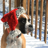 Entry image for Oscar 