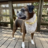 Entry image for Pepper