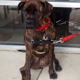 Entry image for Dobi 