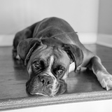 Entry image for Traeger