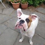 Entry image for Scottie 