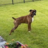 Entry image for Gump