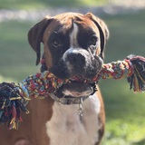 Entry image for Frankie