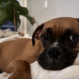 Entry image for Kona