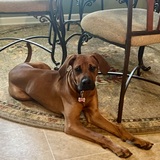 Entry image for Zadie