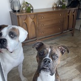 Entry image for Kevin and SweetPea