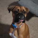 Entry image for Maverick