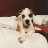 Entry image for Oliver