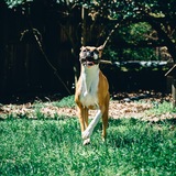 Entry image for Luna