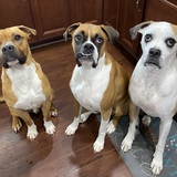 Entry image for Cinco, Luna & Oliver