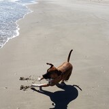 Entry image for Tyson