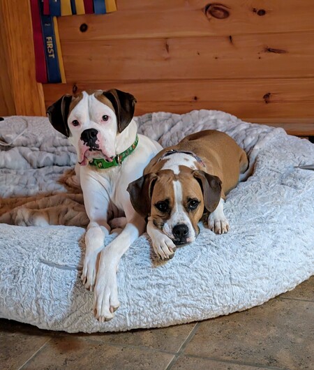 Entry image for Baron and Rava. Clicking this image will show a larger photo