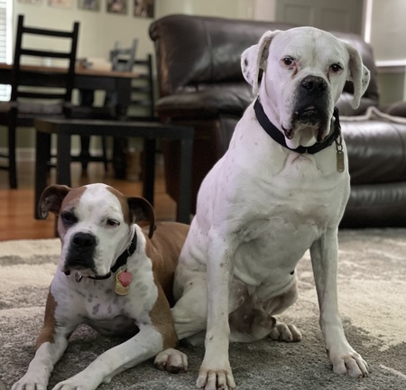 Entry image for Charli & Boo Radley. Clicking this image will show a larger photo