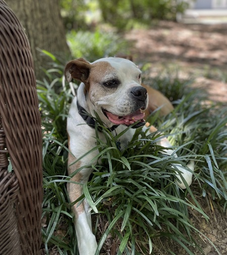 Entry image for Charli. Clicking this image will show a larger photo