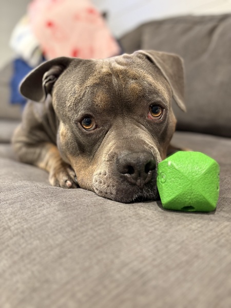 Entry image for Sonny. Clicking this image will show a larger photo