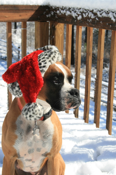 Entry image for Oscar . Clicking this image will show a larger photo