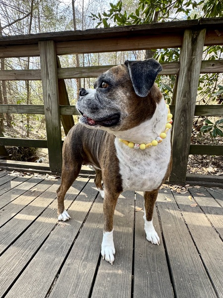 Entry image for Pepper. Clicking this image will show a larger photo